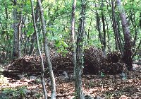 眠る男-淺川巧-